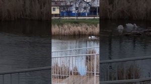 61. Прогулка