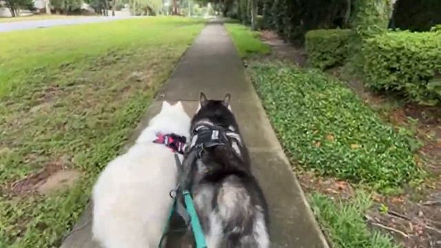 Monroe The Husky is live! смотреть онлайн