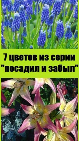 Многолетние цветы из серии "ПОСАДИЛ И ЗАБЫЛ" для клумб на все лето!