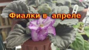 Фиалки. Начало апреля, новая подсветка