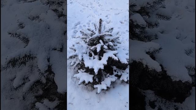 Доброе утро.9 апреля, зима не сдается.