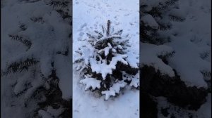 Доброе утро.9 апреля, зима не сдается.