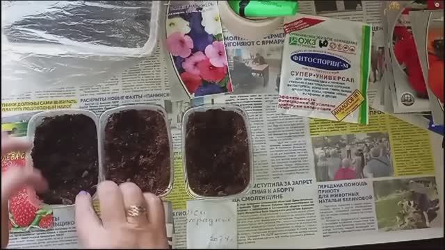 10.02.25г. Посеяла клубнику и цветы смотреть онлайн