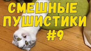 СМЕШНЫЕ ПУШИСТИКИ / ЛУЧШИЕ ПРИКОЛЫ С ЖИВОТНЫМИ 2025 #9