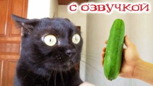 ПРИКОЛЫ С КОТАМИ! С ОЗВУЧКОЙ! Самые смешные животные! Смешные кошки и собаки 2025!
