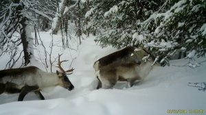 Северные олени. Важенки и телята. Фотоловушка Лапландского заповедника