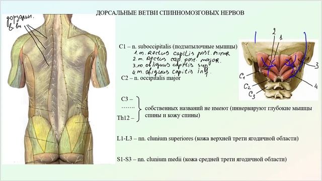 Анатомия задних (дорзальных) ветвей спинномозговых нервов