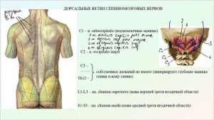 Анатомия задних (дорзальных) ветвей спинномозговых нервов