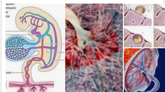 XII BIOLOGY CHAPTER 3 HUMAN REPRODUCTION TOPI :placenta parturition