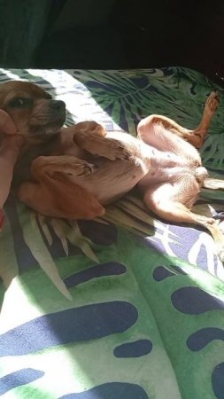 Лада принимает солнечные ☀️ ванны