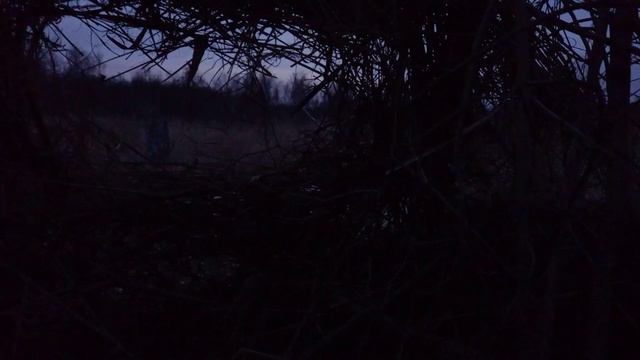 Охота с подсадной. Семеновская чубарая, работа в начале сезона. Отбивает селезня от дикой подруги. смотреть онлайн