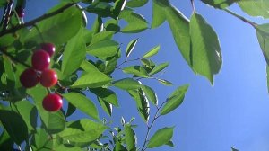 КРАСНАЯ ВИШНЯ