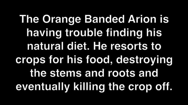 Invasive Arion смотреть онлайн