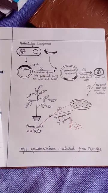 agrobacterium mediated gene transfer #biology#plant biotechnology #experimets