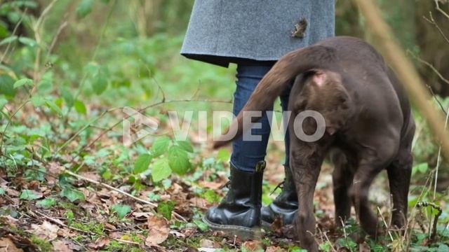 лабрадоры смотреть онлайн
