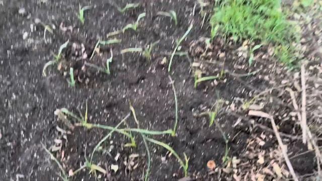 Building Raised beds and choosing potatoes for the growing season Vlog 60