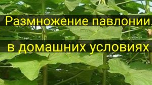 Размножение павлонии.