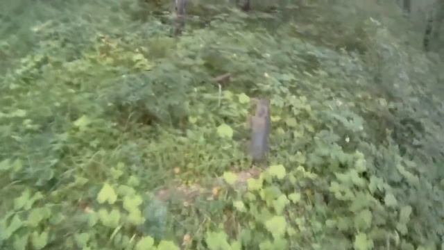 Заброшенный лагерь Мечта
