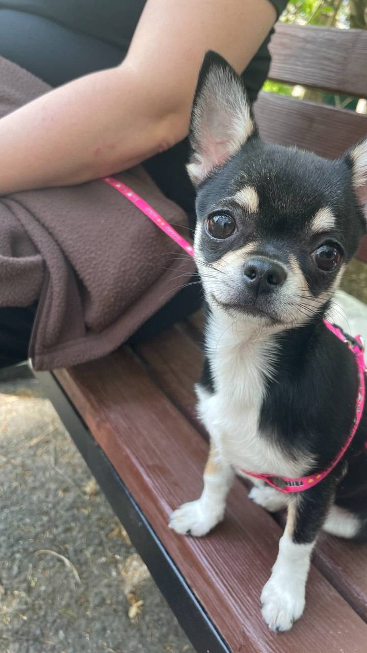 Чихуахуа смотреть онлайн