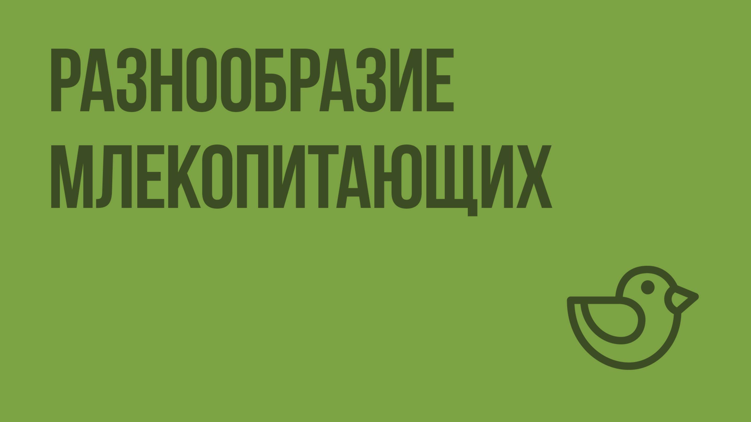 Разнообразие млекопитающих. Видеоурок по окружающему миру 1 класс