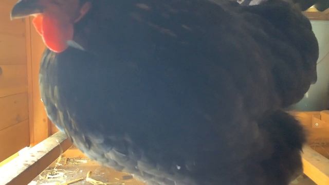 Bantambox cam episode 4: Marigold tries to turn the camera off AGAIN! смотреть онлайн