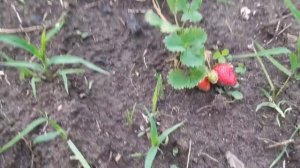 На даче первый урожай//Засохла черешня.