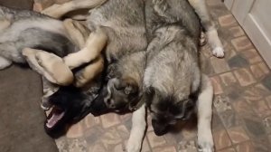 ВЕЧЕРНИЕ ИГРЫ ГАМПРОВ#гампртитан#волкодав#щенки#гампр#