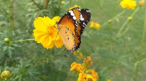 5092549-hd_1920_1080_30fps