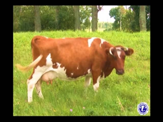 Молоко Млада смотреть онлайн