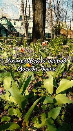 Аптекарский огород, Москва. Весна