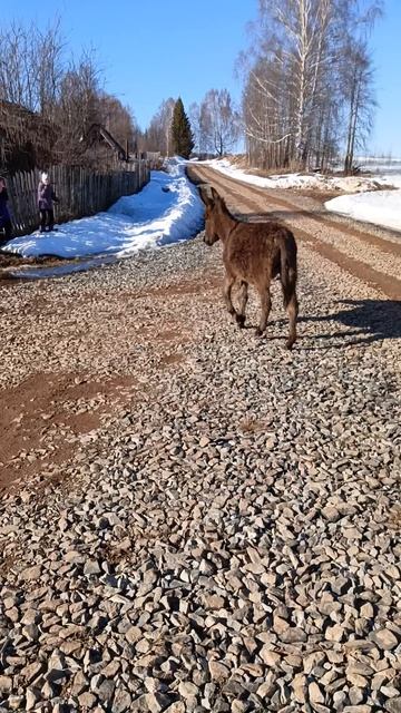 осёл в деревне 2