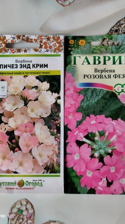 Вербена! Сею второй раз, первый раз семена не взошли