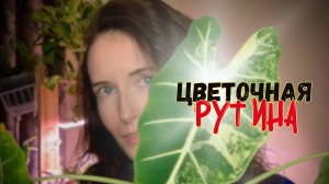Цветочная рутина и важный разговор: Яндекс Доставка и запрет на отправку растений