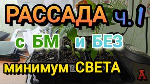 РАССАДА с БМ и БЕЗ, минимум света, ч. 1
