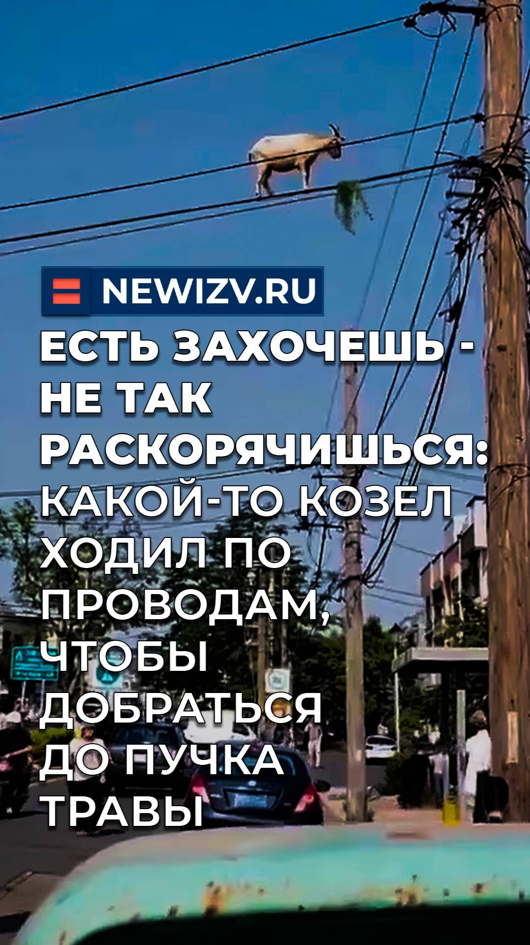 Есть захочешь - не так раскорячишься: козел ходил по проводам, чтобы добраться до пучка травы