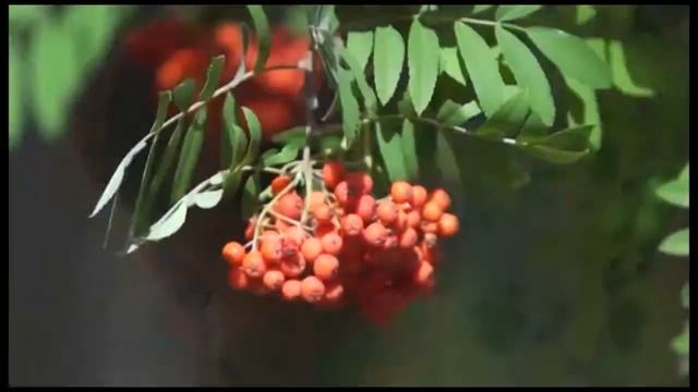 сlip asorti HD (www.nuntaservice.md) смотреть онлайн