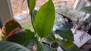 Обзор подоконника с растениями/новое растение Антуриум Сильвер Блаш#комнатныерастения #цветы