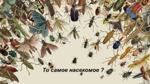 О жуках чуть чуть