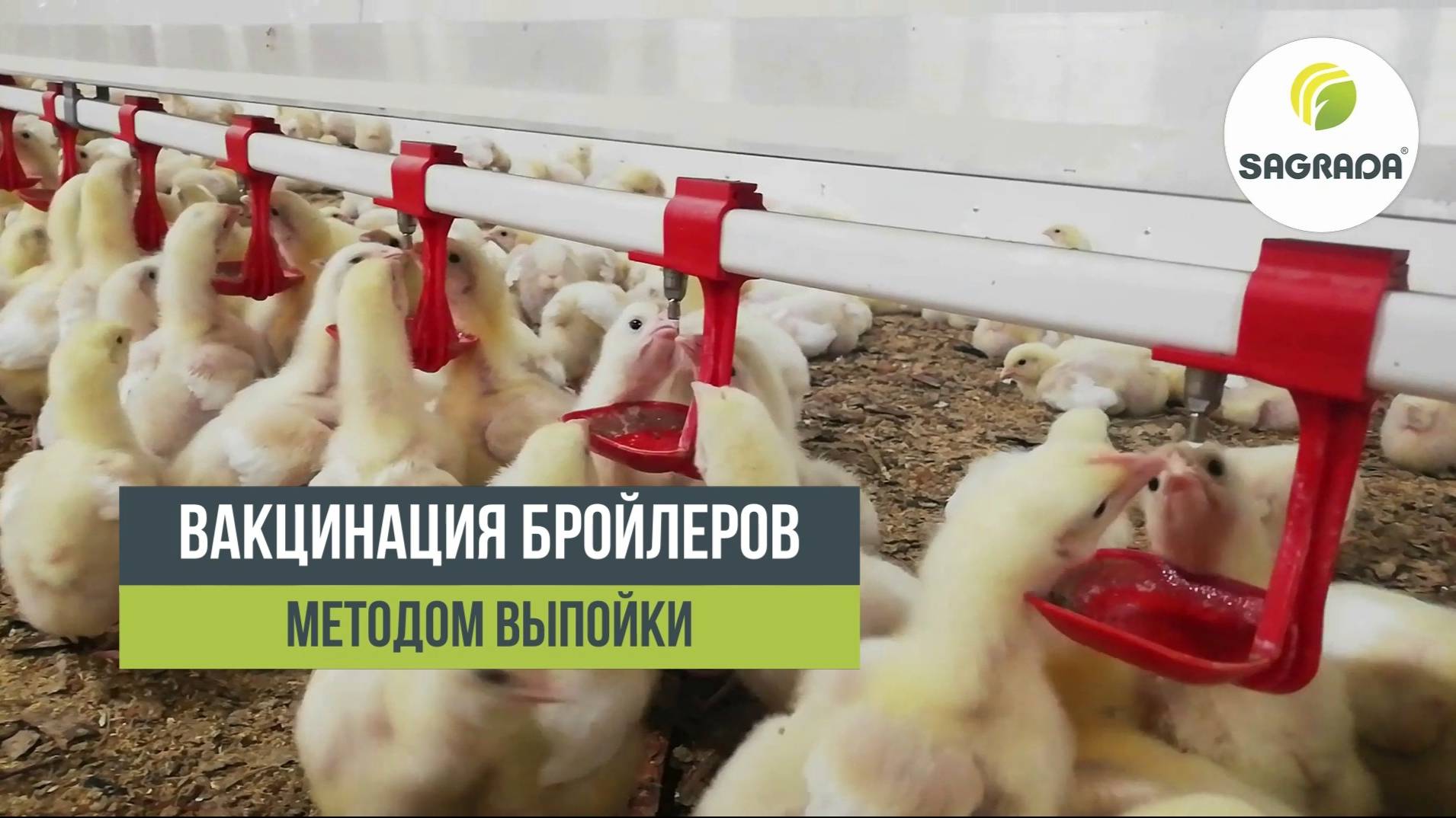 Вакцинация бройлеров методом выпойки | Медикатор для птицеводства