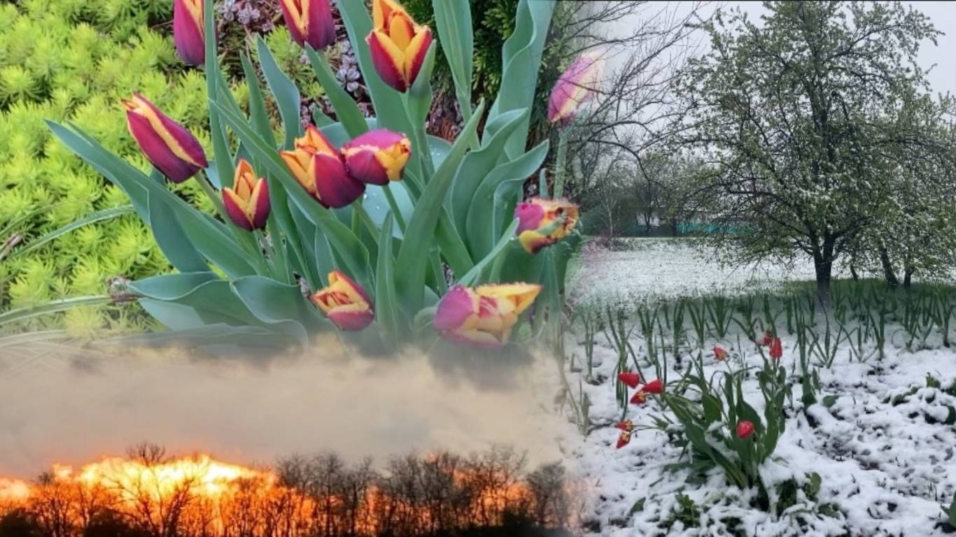 Погода на юге/ Весна с характером /Урожая может и не быть /09.04.2025/