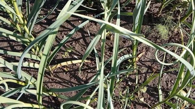 Нужно ли удалять стрелки у чеснока? смотреть онлайн