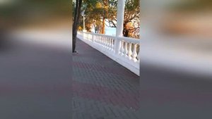 Сосны на рассвете: дыхание природы в утреннем свете | SeaBreeze Escapes