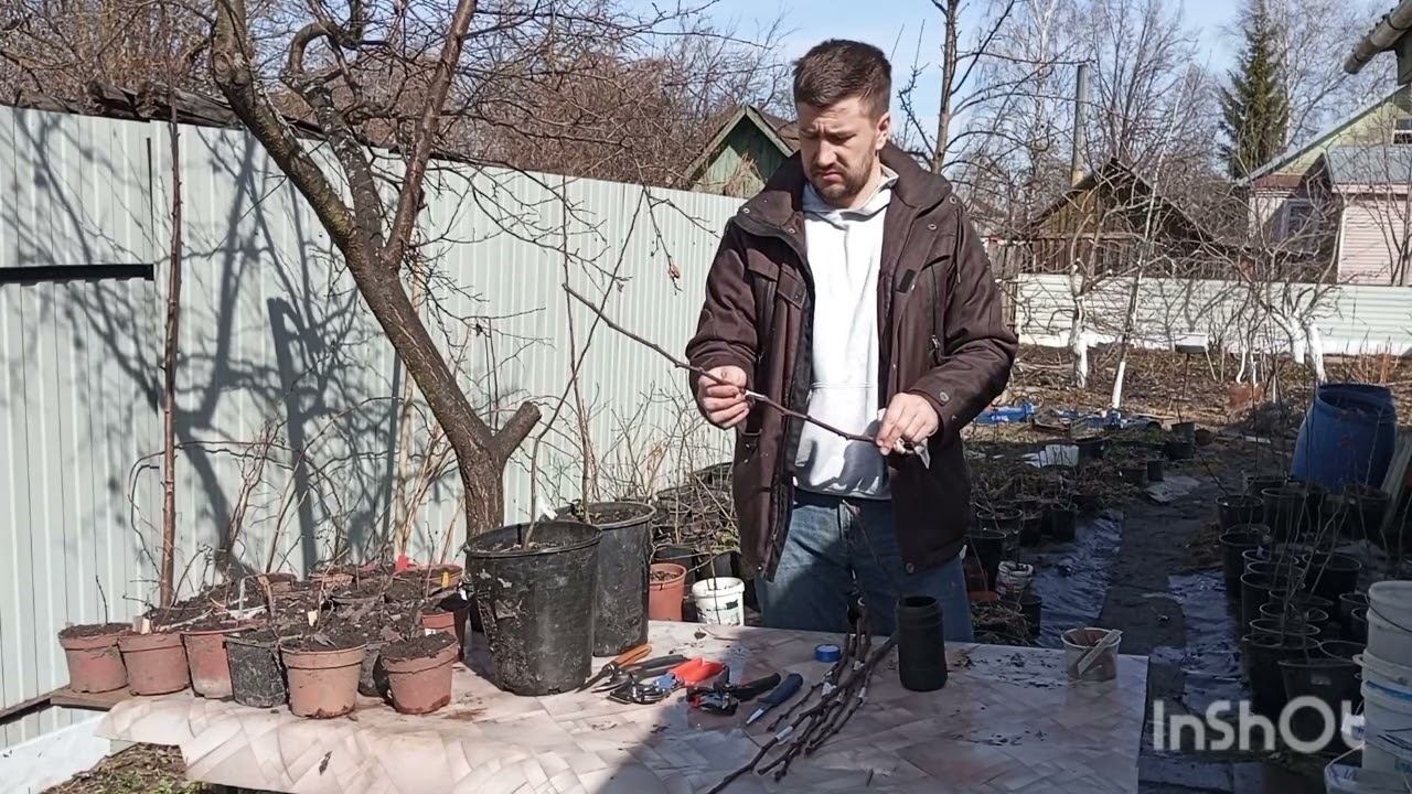 Привить 100 яблонь - легко! Как я делаю прививку саженцев в контейнерах и что для этого нужно. 2024 смотреть онлайн