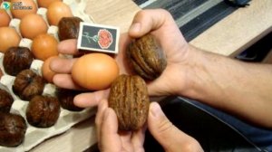 Выращивание грецкого ореха.