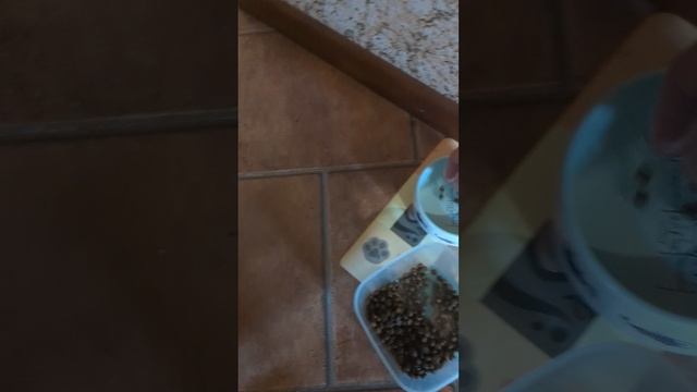 Время вкусняшек!