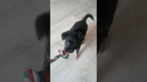 Альфа играет