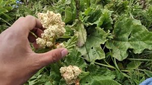 Ышкын кайда өсөт? Ревень Кыргызстанский.