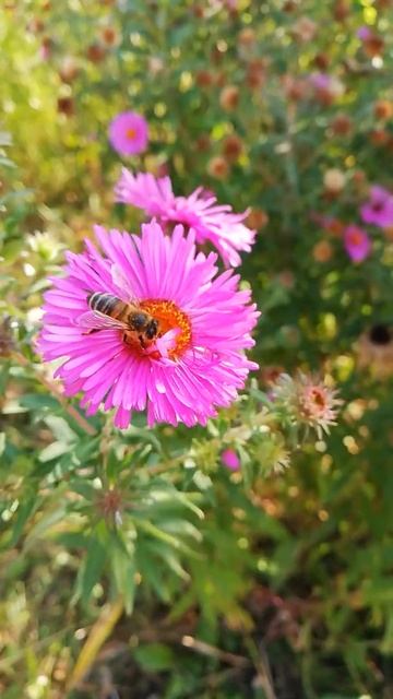 Пчела на цветке Астры садовой. #пчела #цветы смотреть онлайн
