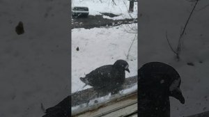 ПТАШЕЧКИ   КУШАЮТ ГРЕЧКУ