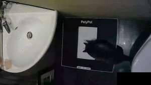 Кот Мурзик (20 лет) ходит в PetyPot.